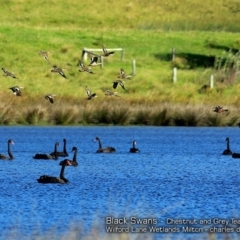 Cygnus atratus (Black Swan) at Undefined - 27 Jan 2018 by CharlesDove