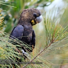 Calyptorhynchus lathami (Glossy Black-Cockatoo) at South Pacific Heathland Reserve - 26 Jan 2018 by CharlesDove