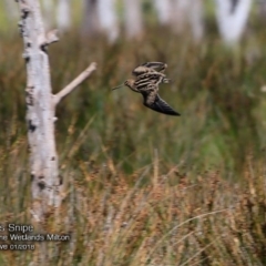 Gallinago hardwickii (Latham's Snipe) at Undefined - 26 Jan 2018 by Charles Dove