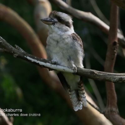 Dacelo novaeguineae (Laughing Kookaburra) at Undefined - 28 Jan 2018 by CharlesDove