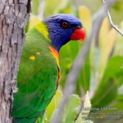 Trichoglossus moluccanus (Rainbow Lorikeet) at South Pacific Heathland Reserve - 27 Jan 2018 by CharlesDove