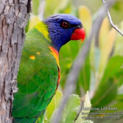 Trichoglossus moluccanus (Rainbow Lorikeet) at South Pacific Heathland Reserve - 27 Jan 2018 by CharlesDove