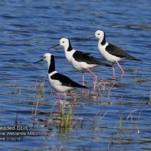 Himantopus leucocephalus at undefined - 24 Jan 2018 12:00 AM