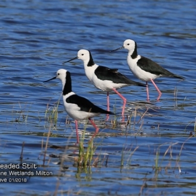 Himantopus leucocephalus (Pied Stilt) at Undefined - 23 Jan 2018 by Charles Dove