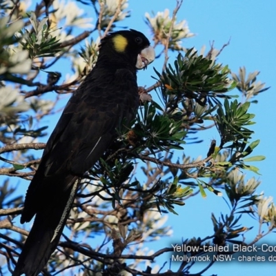 Zanda funerea (Yellow-tailed Black-Cockatoo) at Undefined - 27 Jan 2018 by Charles Dove