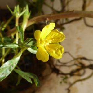 Ludwigia peploides subsp. montevidensis at Yarralumla, ACT - 14 Feb 2017 06:07 PM