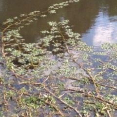 Ludwigia peploides subsp. montevidensis at Yarralumla, ACT - 14 Feb 2017