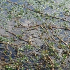 Ludwigia peploides subsp. montevidensis at Yarralumla, ACT - 14 Feb 2017