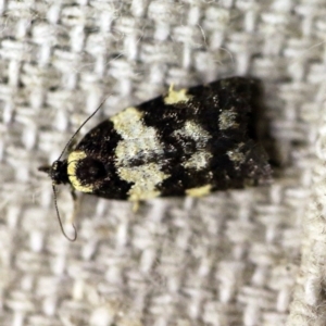 Dichelia cosmopis at O'Connor, ACT - 11 Apr 2018 10:47 PM