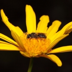 Lasioglossum (Chilalictus) sp. (genus & subgenus) (Halictid bee) at Evatt, ACT - 30 Oct 2015 by Tim L