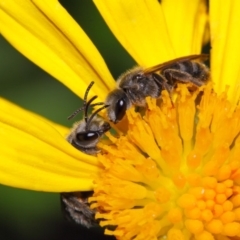 Lasioglossum (Chilalictus) sp. (genus & subgenus) (Halictid bee) at Evatt, ACT - 6 Nov 2015 by TimL