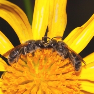 Lasioglossum (Chilalictus) lanarium at Evatt, ACT - 18 Nov 2015