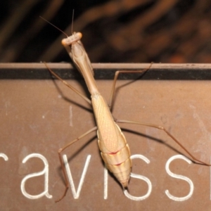 Pseudomantis albofimbriata at Acton, ACT - 20 Apr 2018 02:21 PM