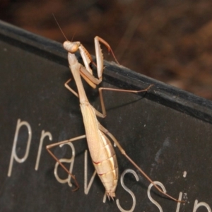 Pseudomantis albofimbriata at Acton, ACT - 20 Apr 2018 02:21 PM