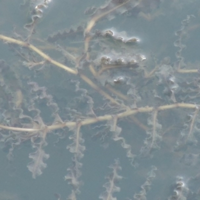 Potamogeton crispus (Curly Pondweed) at Paddys River, ACT - 9 Apr 2018 by michaelb