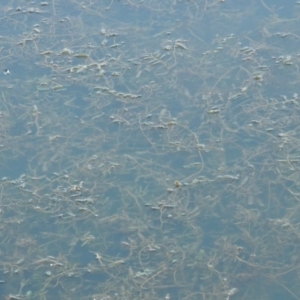 Potamogeton crispus at Paddys River, ACT - 9 Apr 2018 07:05 PM