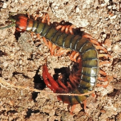 Cormocephalus aurantiipes (Orange-legged Centipede) at Tidbinbilla Nature Reserve - 17 May 2018 by JohnBundock