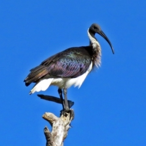 Threskiornis spinicollis at Fyshwick, ACT - 16 May 2018