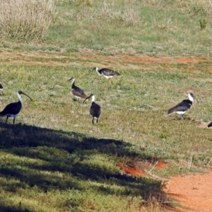 Threskiornis spinicollis at Fyshwick, ACT - 16 May 2018