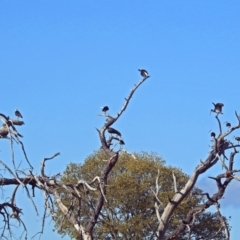 Threskiornis spinicollis at Fyshwick, ACT - 16 May 2018