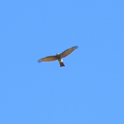 Accipiter cirrocephalus (Collared Sparrowhawk) at Fyshwick, ACT - 16 May 2018 by RodDeb