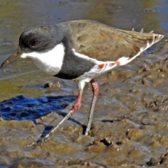 Erythrogonys cinctus (Red-kneed Dotterel) at Fyshwick, ACT - 16 May 2018 by RodDeb