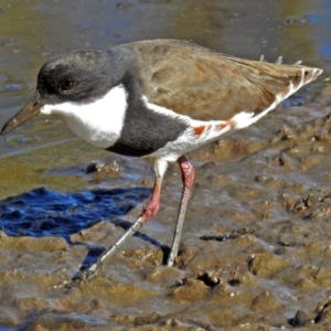 Erythrogonys cinctus at Fyshwick, ACT - 16 May 2018 12:54 PM