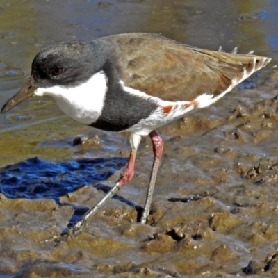 Erythrogonys cinctus (Red-kneed Dotterel) at Fyshwick, ACT - 16 May 2018 by RodDeb