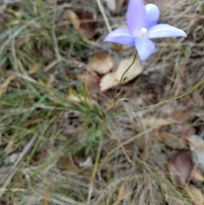 Wahlenbergia sp. (Bluebell) at Sutton, NSW - 17 May 2018 by MPennay
