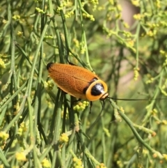 Ellipsidion australe (Austral Ellipsidion cockroach) at Hackett, ACT - 8 Jan 2018 by JaneR