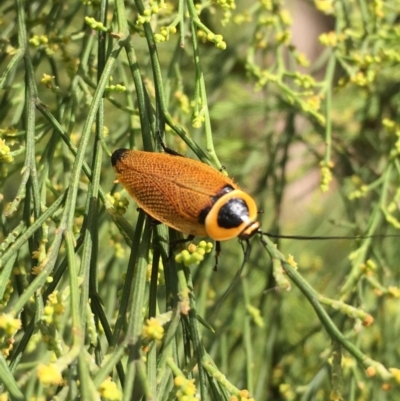 Ellipsidion australe (Austral Ellipsidion cockroach) at Mount Majura - 8 Jan 2018 by JaneR