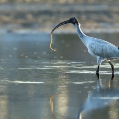 Threskiornis molucca (Australian White Ibis) at Merimbula, NSW - 17 May 2018 by Leo