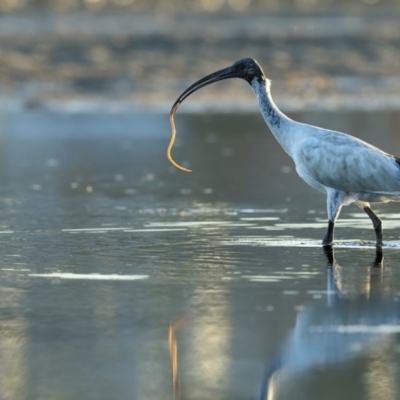 Threskiornis molucca (Australian White Ibis) at Merimbula, NSW - 17 May 2018 by Leo