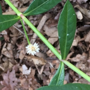 Alternanthera philoxeroides at Yarralumla, ACT - 23 Mar 2018