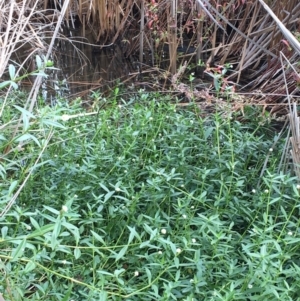 Alternanthera philoxeroides at Yarralumla, ACT - 23 Mar 2018