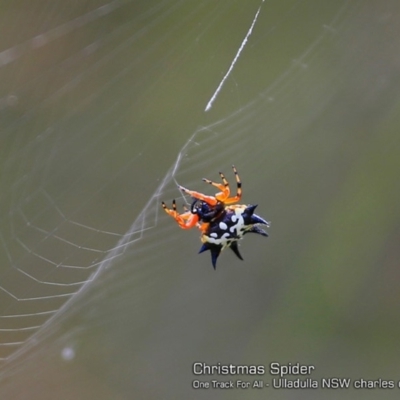 Austracantha minax (Christmas Spider, Jewel Spider) at Ulladulla, NSW - 29 Jan 2018 by CharlesDove