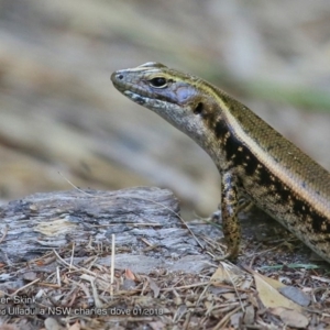 Eulamprus quoyii at Ulladulla, NSW - 29 Jan 2018 12:00 AM
