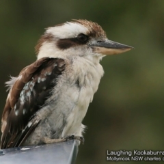 Dacelo novaeguineae (Laughing Kookaburra) at Undefined - 27 Jan 2018 by CharlesDove