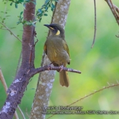 Meliphaga lewinii (Lewin's Honeyeater) at  - 28 Jan 2018 by CharlesDove