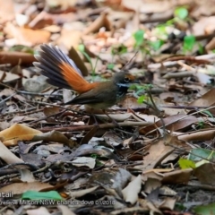 Rhipidura rufifrons (Rufous Fantail) at  - 30 Jan 2018 by CharlesDove