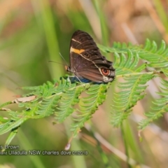 Tisiphone abeona (Varied Sword-grass Brown) at Ulladulla - Warden Head Bushcare - 26 Jan 2018 by Charles Dove