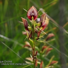 Cryptostylis erecta (Bonnet Orchid) at Ulladulla Reserves Bushcare - 29 Jan 2018 by CharlesDove