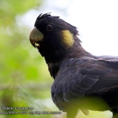 Zanda funerea (Yellow-tailed Black-Cockatoo) at  - 28 Jan 2018 by CharlesDove
