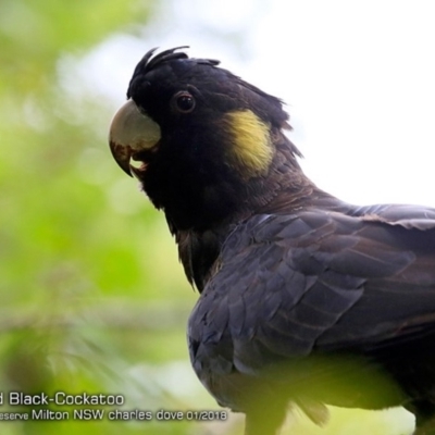 Zanda funerea (Yellow-tailed Black-Cockatoo) at - 27 Jan 2018 by Charles Dove