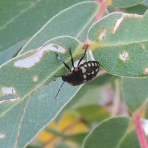 Nezara viridula at Point Hut to Tharwa - 9 Apr 2018 07:12 PM