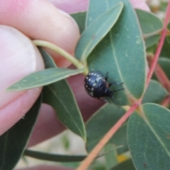 Nezara viridula at Point Hut to Tharwa - 9 Apr 2018 07:12 PM