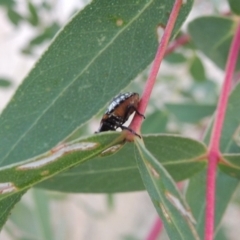 Nezara viridula at Point Hut to Tharwa - 9 Apr 2018 07:12 PM