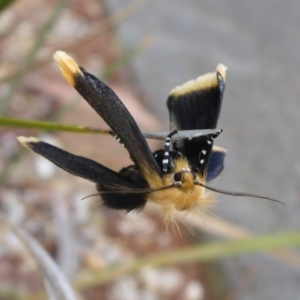 Unnamed genus and species at Aranda, ACT - 29 Oct 2015 04:50 PM