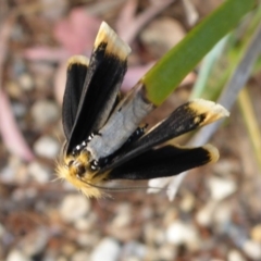 Unnamed genus and species at Aranda, ACT - 29 Oct 2015 04:50 PM