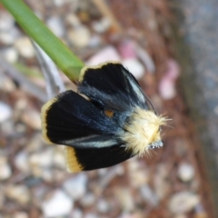 Unnamed genus and species at Aranda, ACT - 29 Oct 2015 04:50 PM